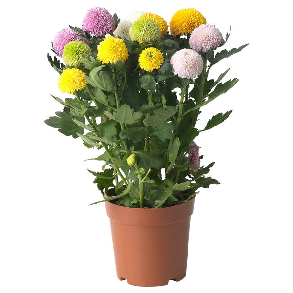 CHRYSANTHEMUM Potted plant