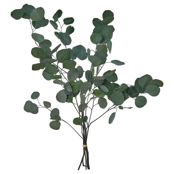 TORKA dried plants