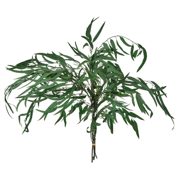 TORKA dried plants