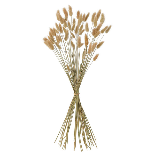 TORKA dried plants