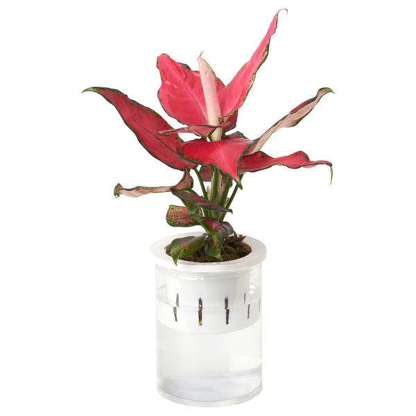 AGLAONEMA potted plant, 11 cm