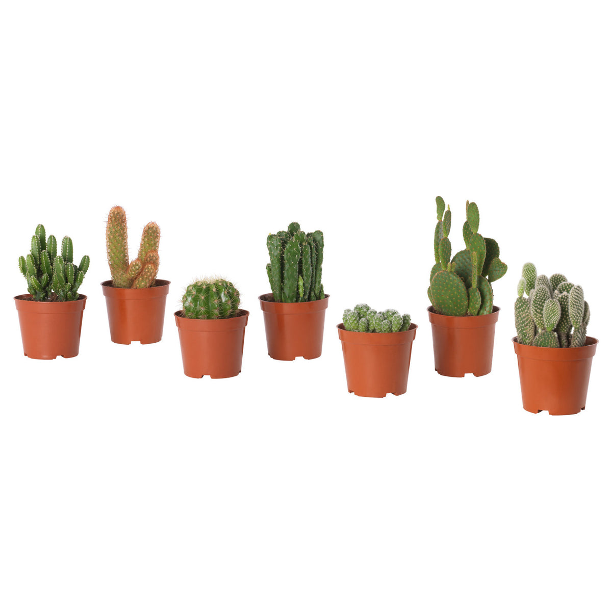 CACTACEAE Potted plant