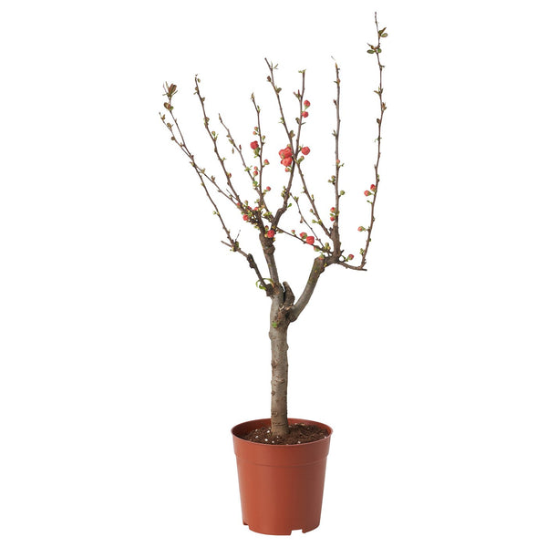 CHAENOMELES JAPONICA potted plant