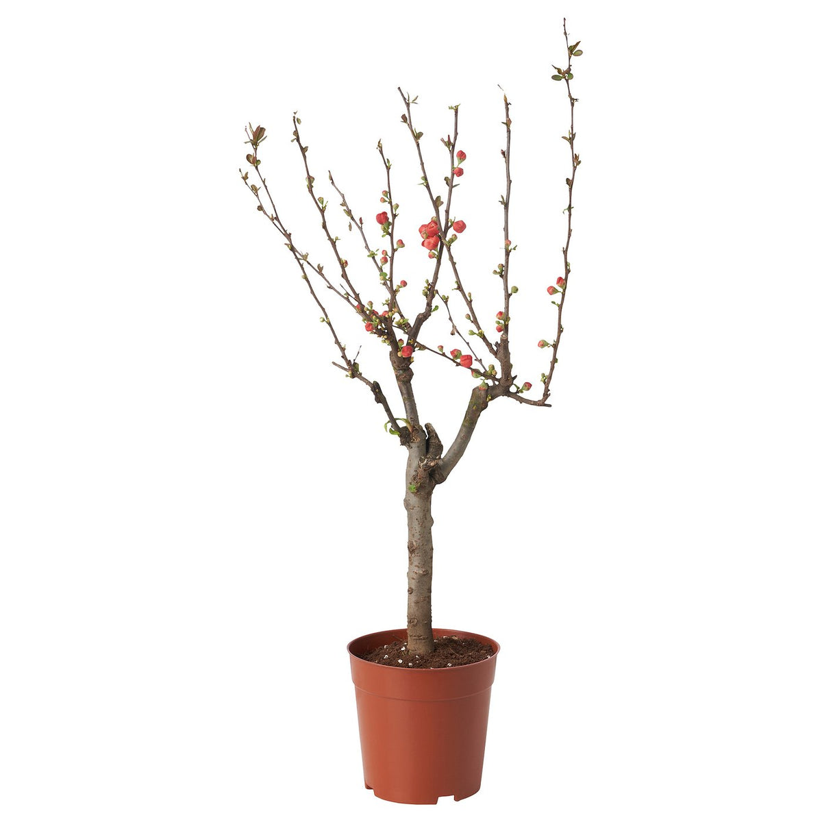 CHAENOMELES JAPONICA potted plant
