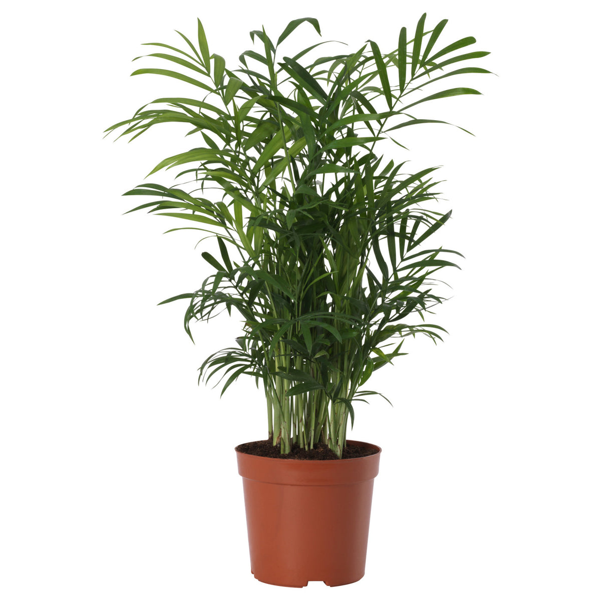 CHAMAEDOREA ELEGANS potted plant, 12 cm