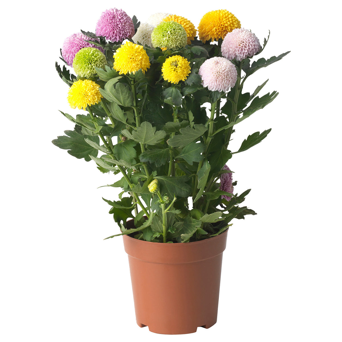 CHRYSANTHEMUM Potted plant