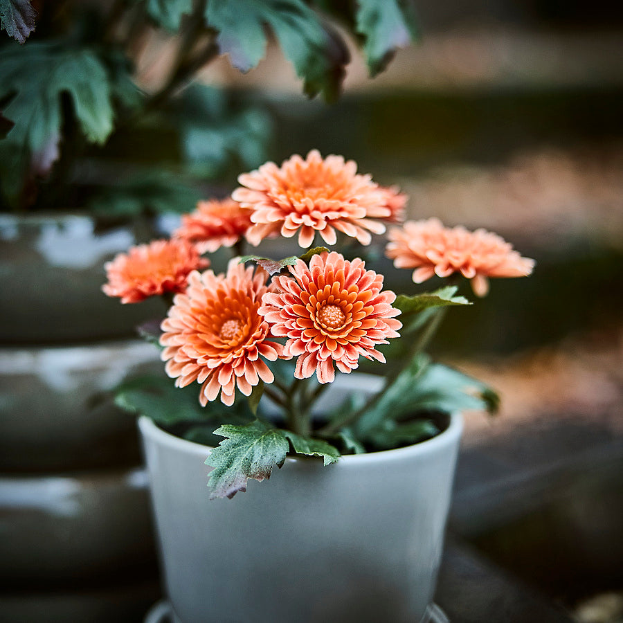 FEJKA artificial potted plant, 9 cm