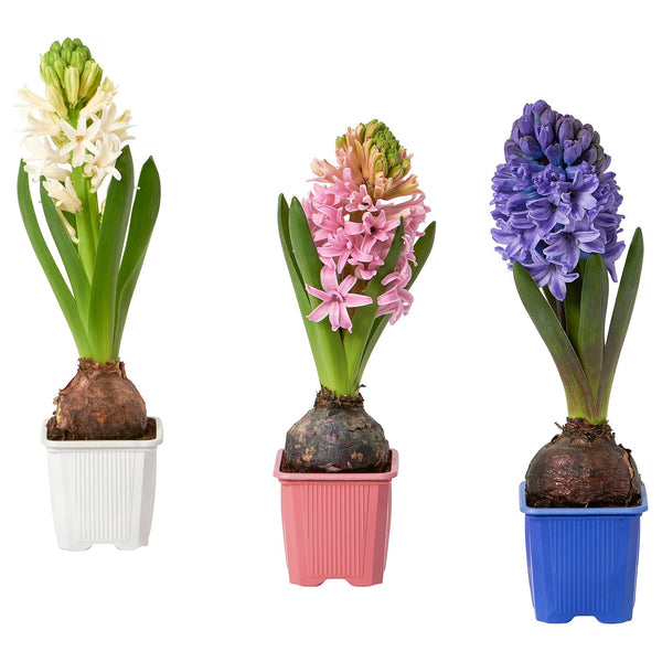 HYACINTHUS Potted plant