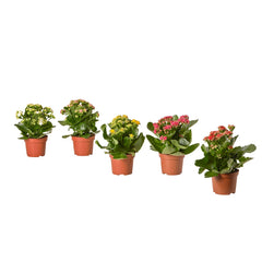 Flowering plants
