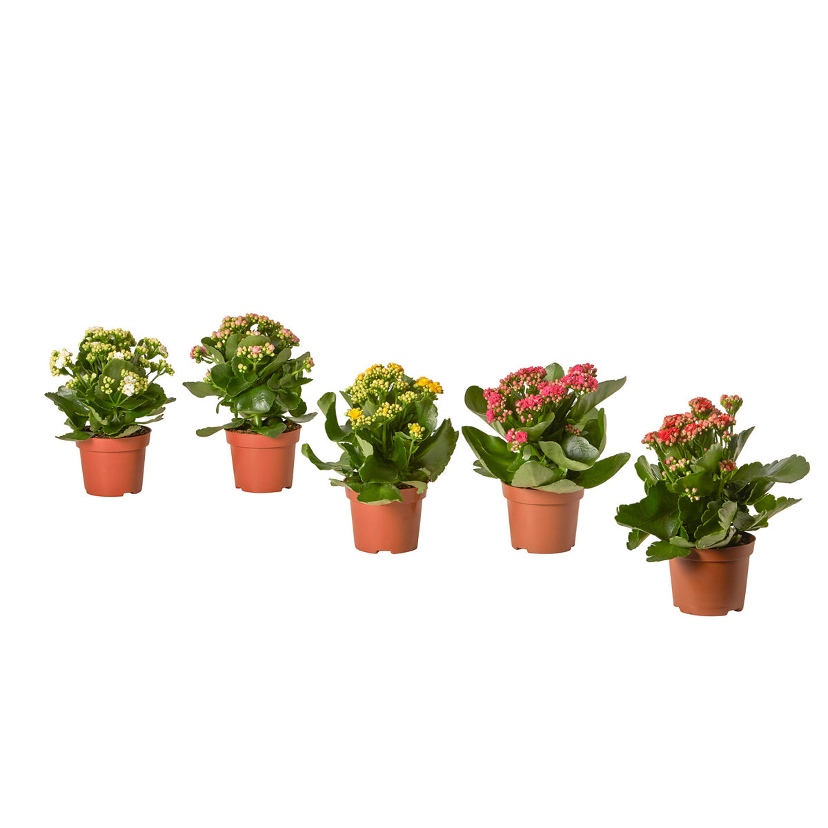 KALANCHOE potted plant, 11 cm