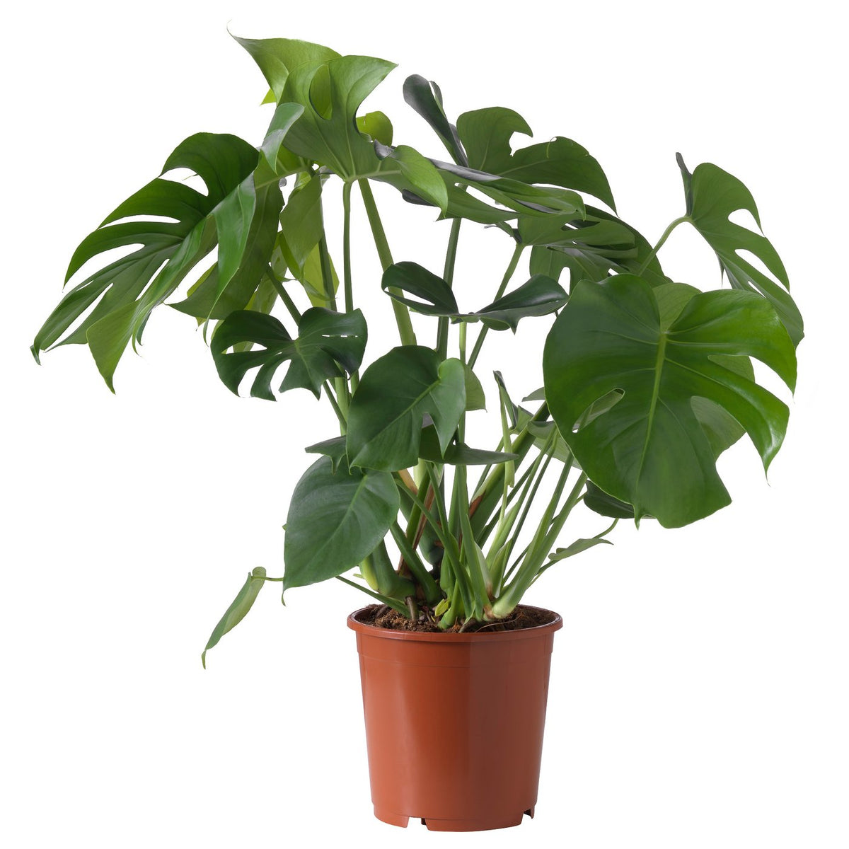 MONSTERA potted plant