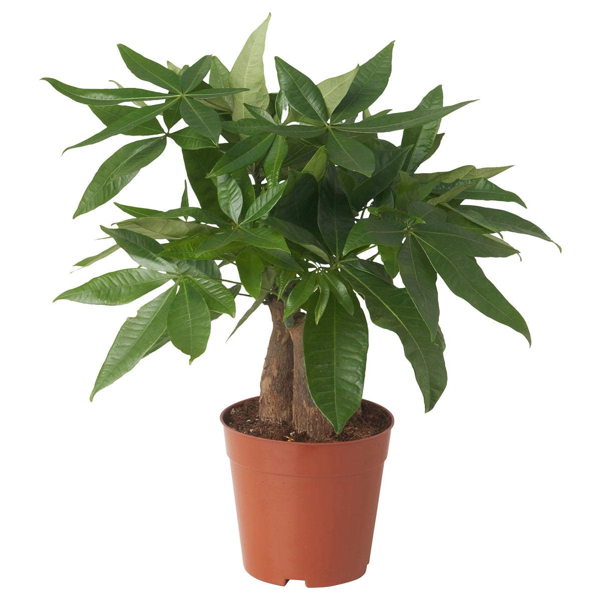 PACHIRA AQUATICA potted plant, 15 cm
