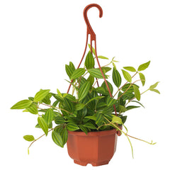 Hanging & climbing plants