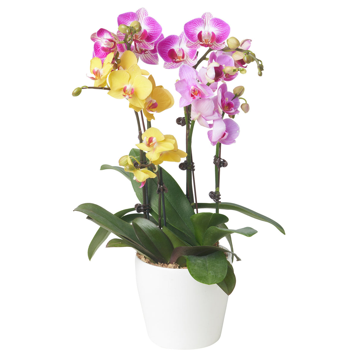 PHALAENOPSIS Potted plant