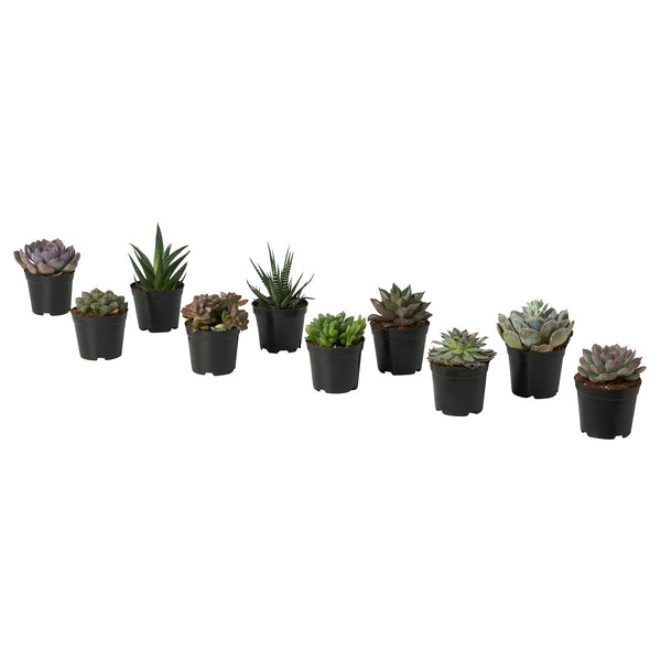 SUCCULENT potted plant, 9 cm