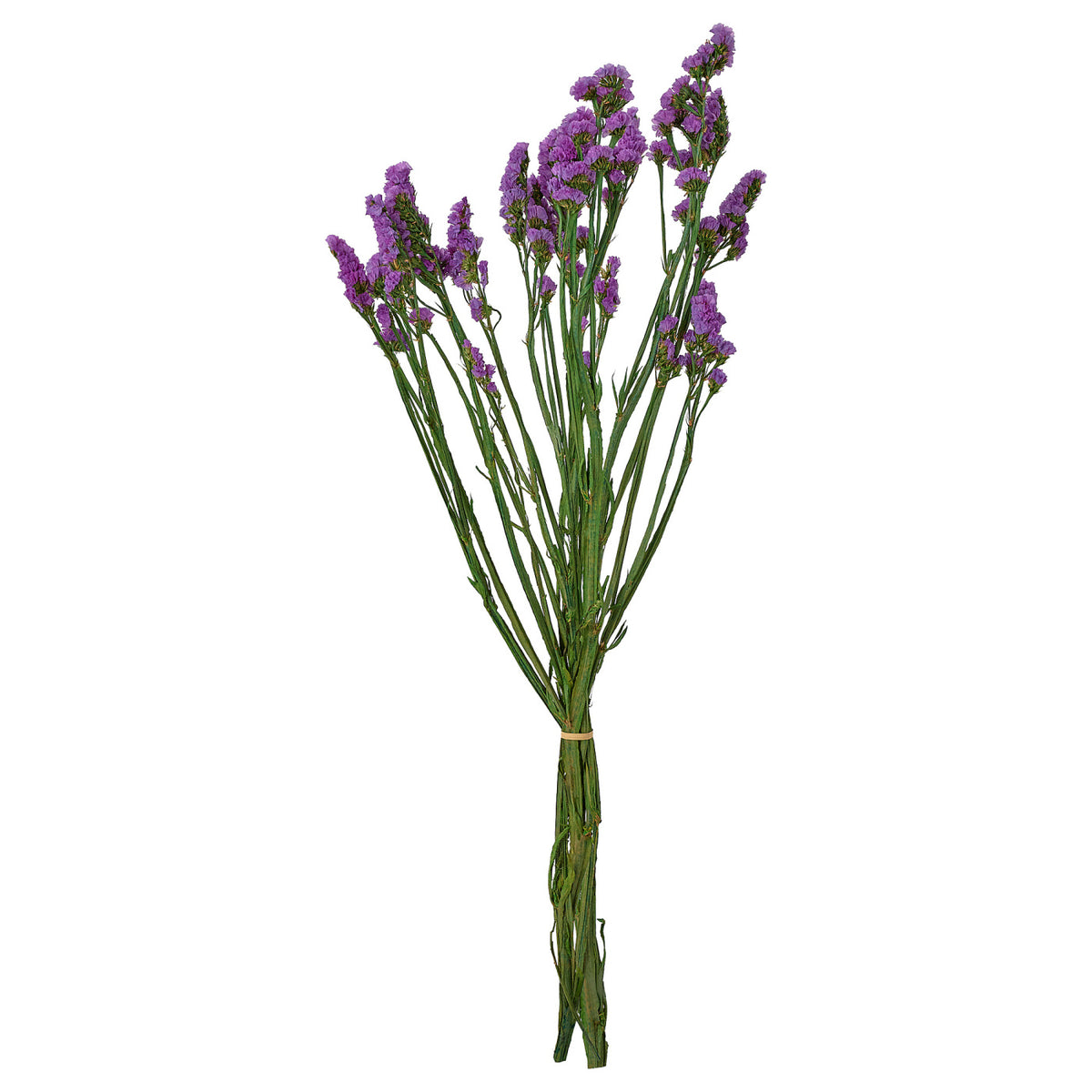 TORKA dried parts of flowers/plants, 70 cm