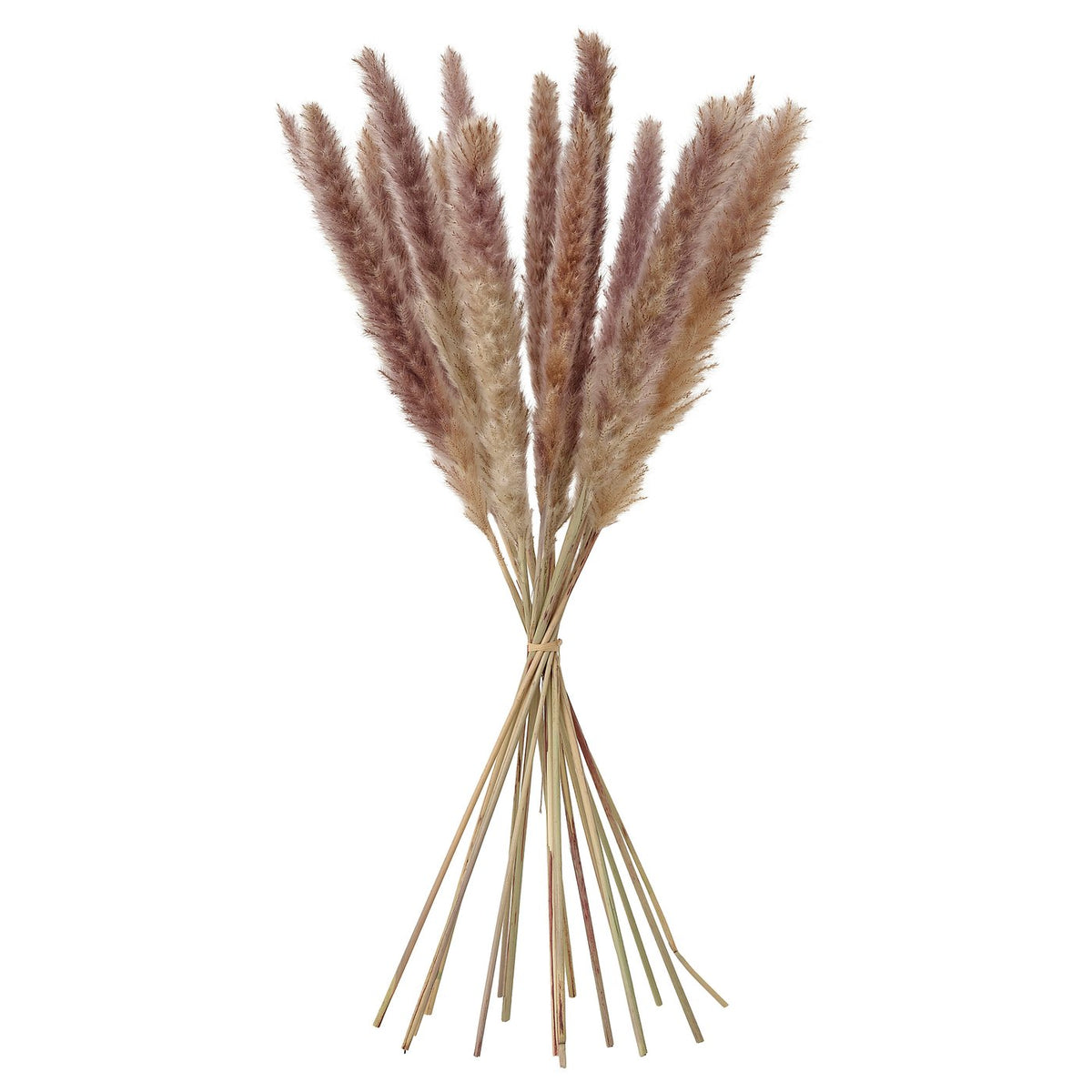 TORKA dried plants