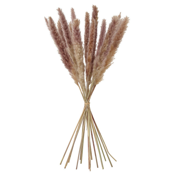 TORKA dried plants