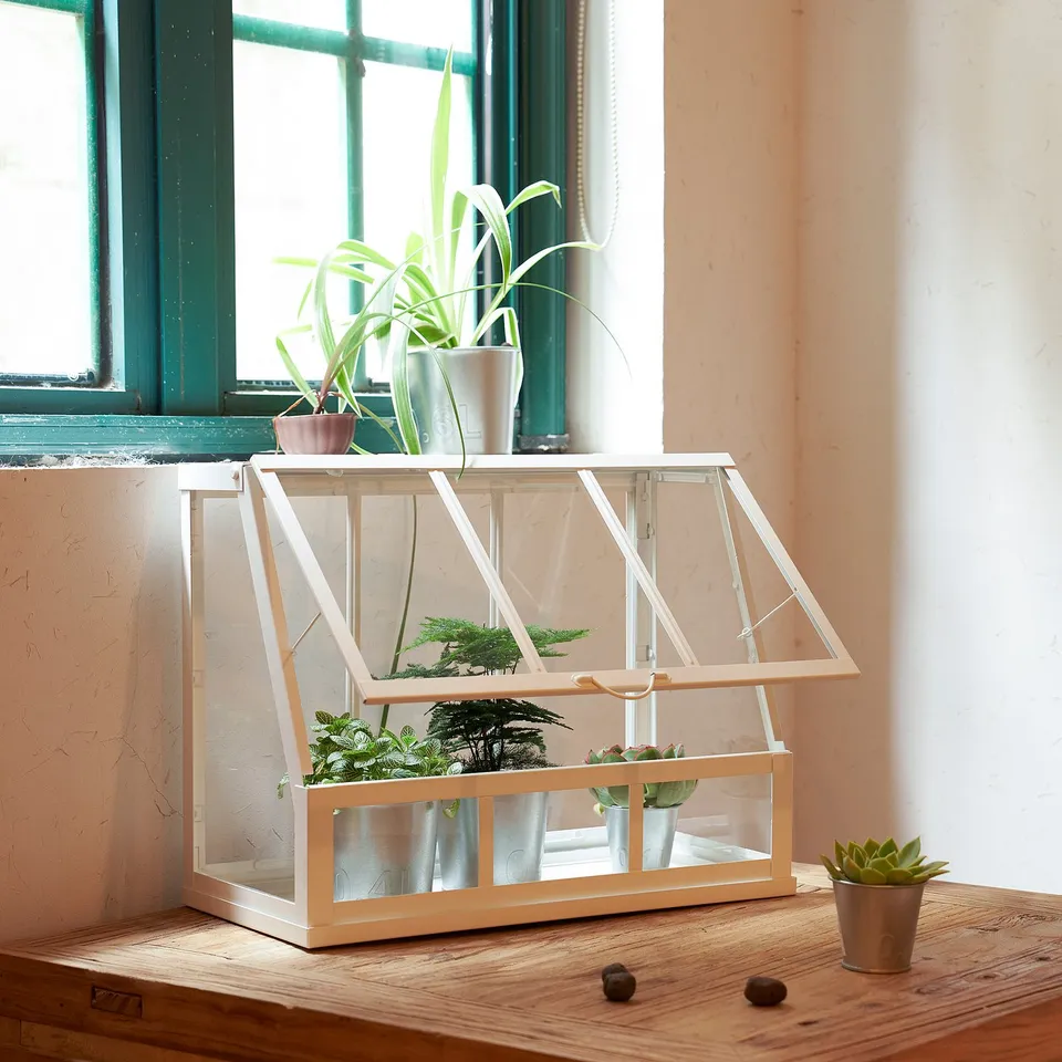 Mini greenhouse on table by window with plants inside.