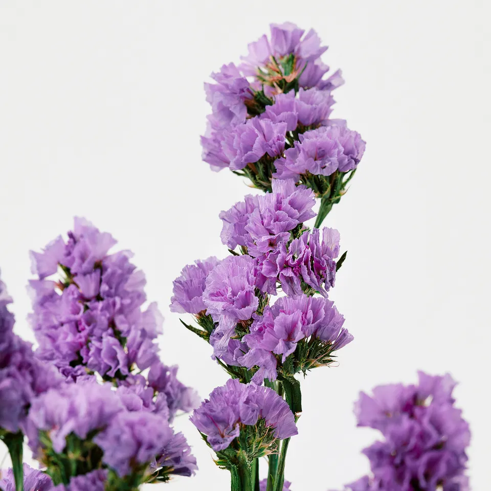 part: TORKA dried parts of flowers/plants