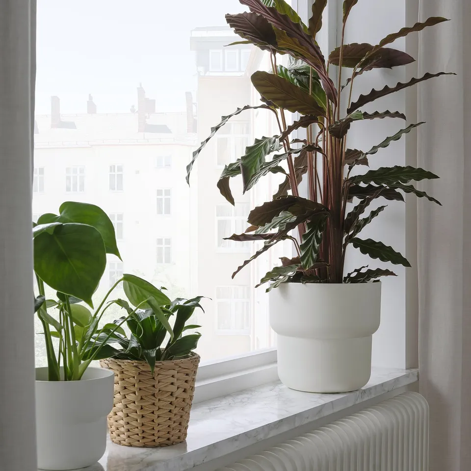 Three potted plants on a windowsill: two in white pots, one in a basket. Tallest near radiator.