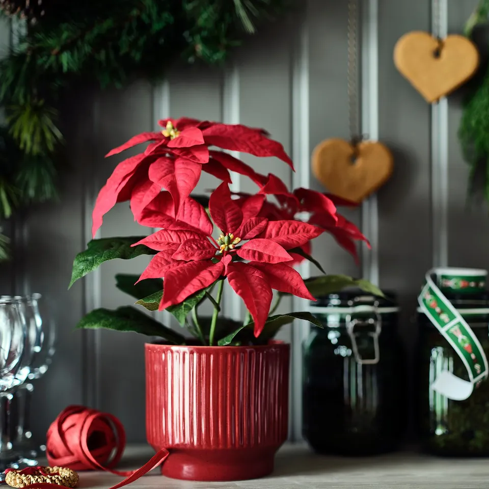 VINTERFINT red poinsettia in pot, smaller than nearby wine glass, decorative window decoration with hearts.