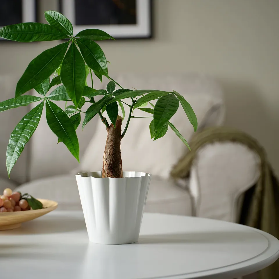 KVASTSPIREA in a room