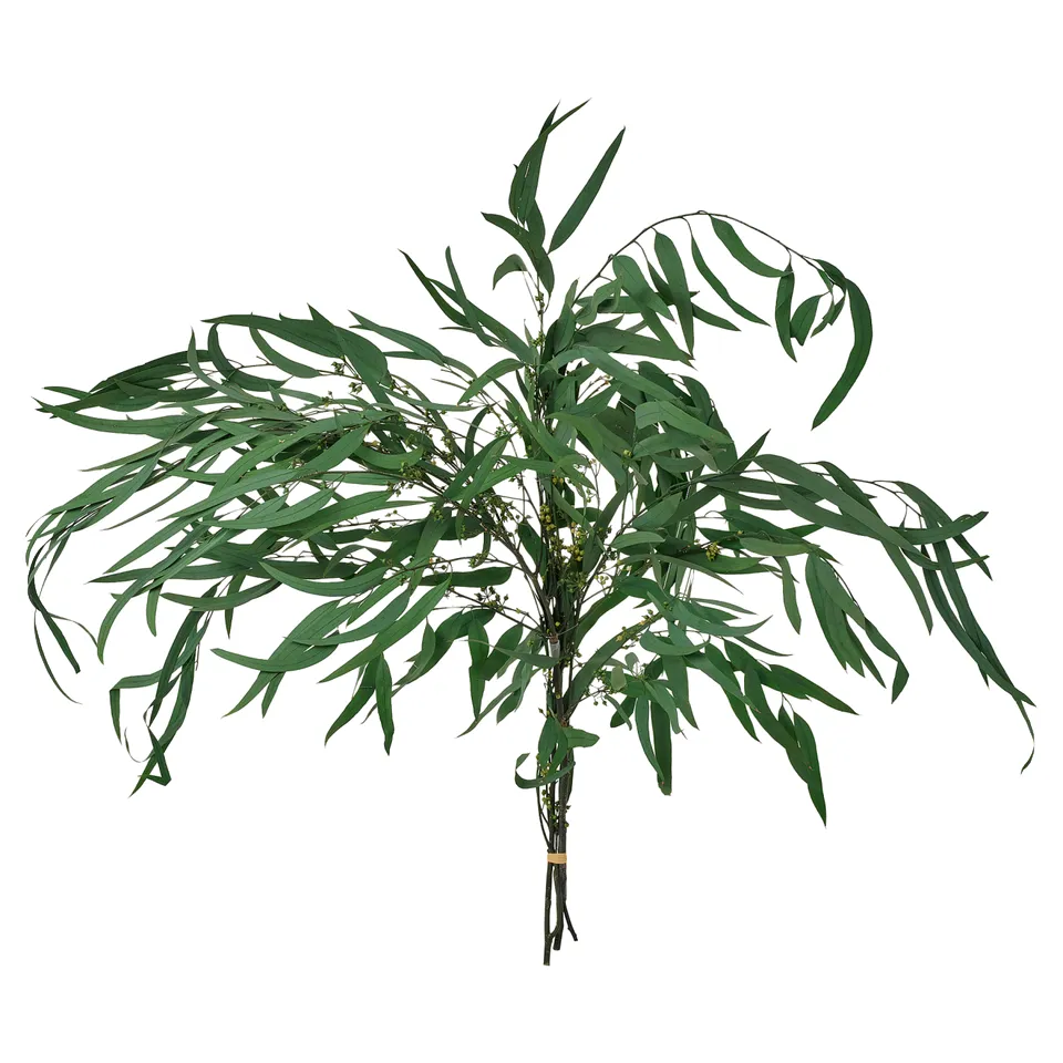 part: TORKA dried plants