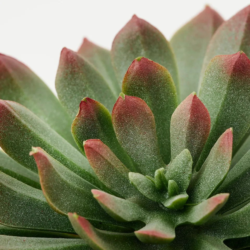 FEJKA Artificial potted plant, set of 3, in/outdoor Succulent/off-white