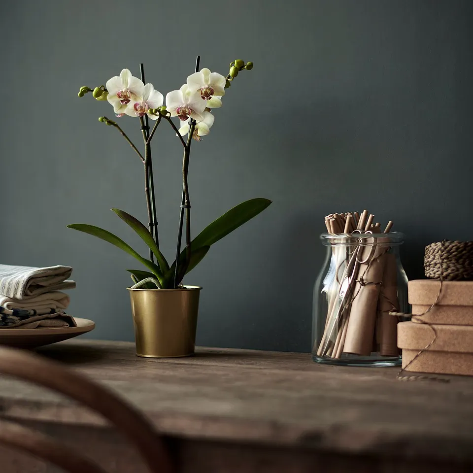 part: DAIDAI plant pot