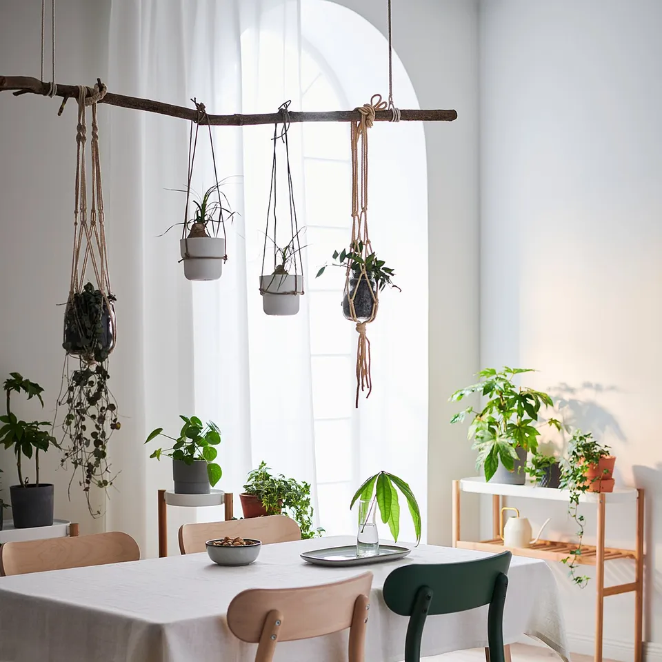 Bright dining room with wood table, RÖNNINGE chairs in natural and green, surrounded by hanging and potted plants, large window.