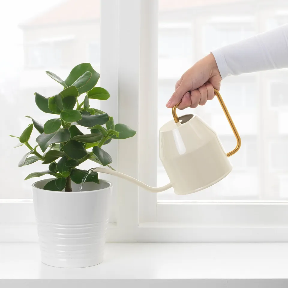 Watering plant by window
