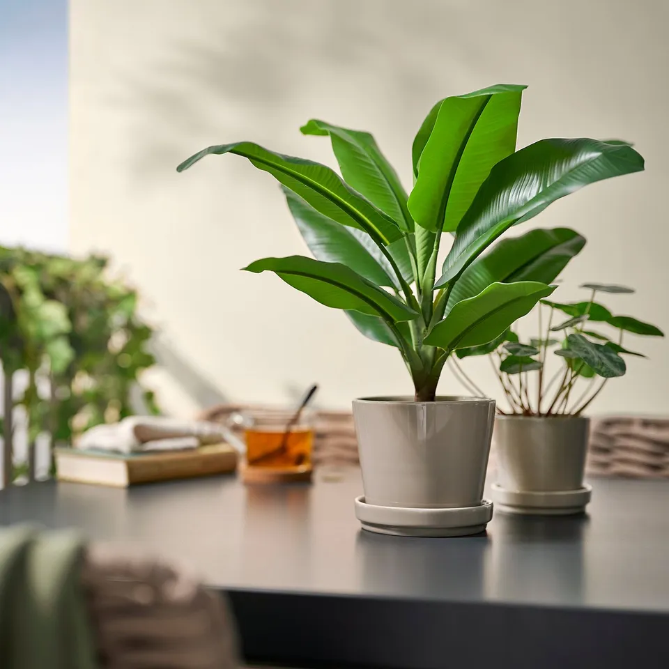 Two potted plants and a honey container on a table with a book. The FEJKA plant in front is tall, light green.