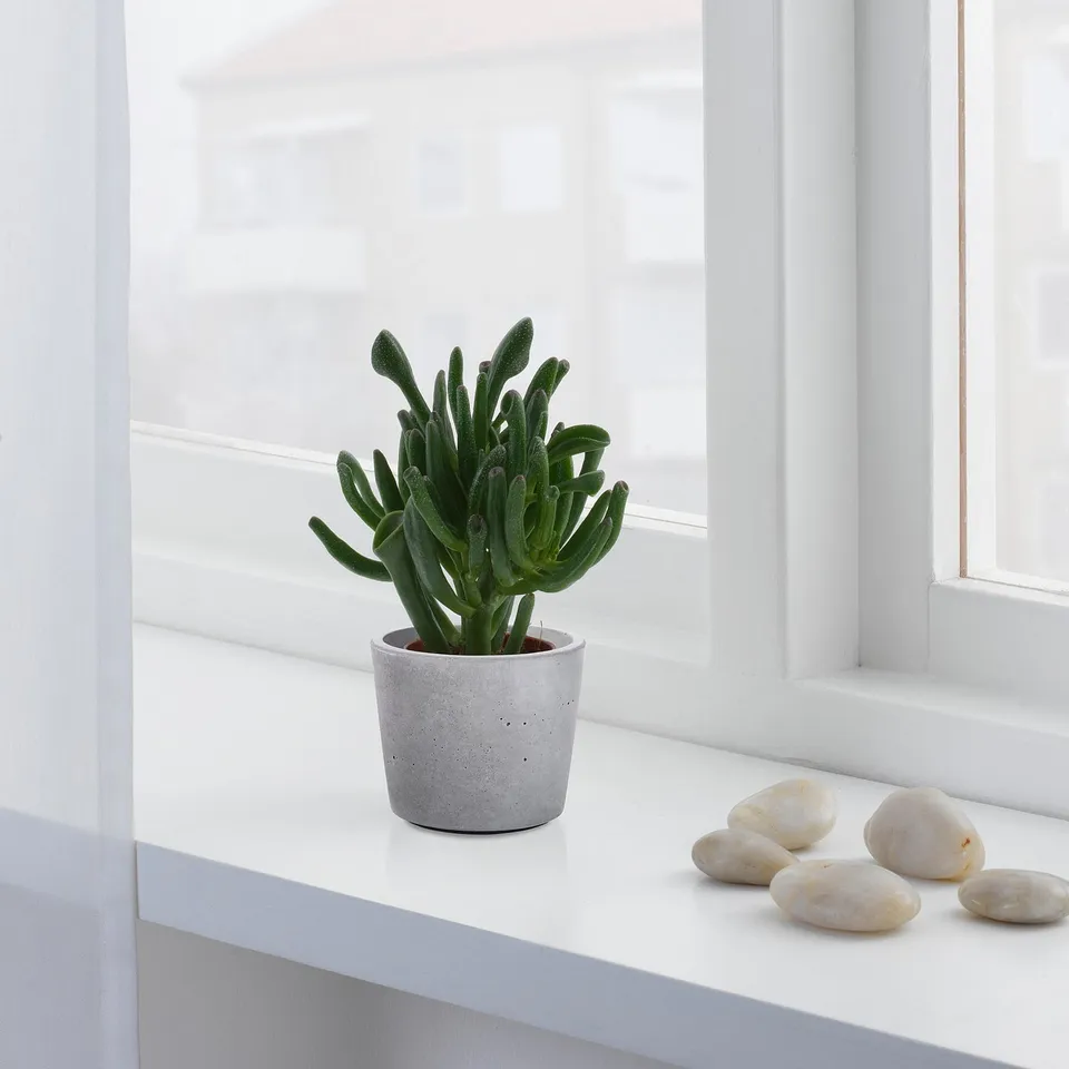 Cactus by window with stones.