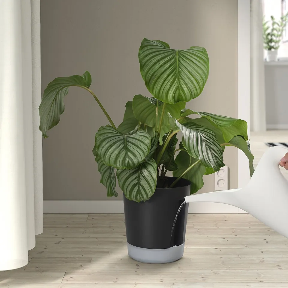 Modern self-watering potted plant.