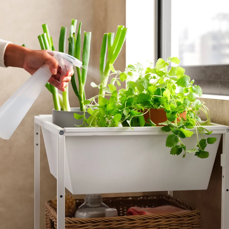 Person spraying herbs in JOSTEIN white plant box near window.