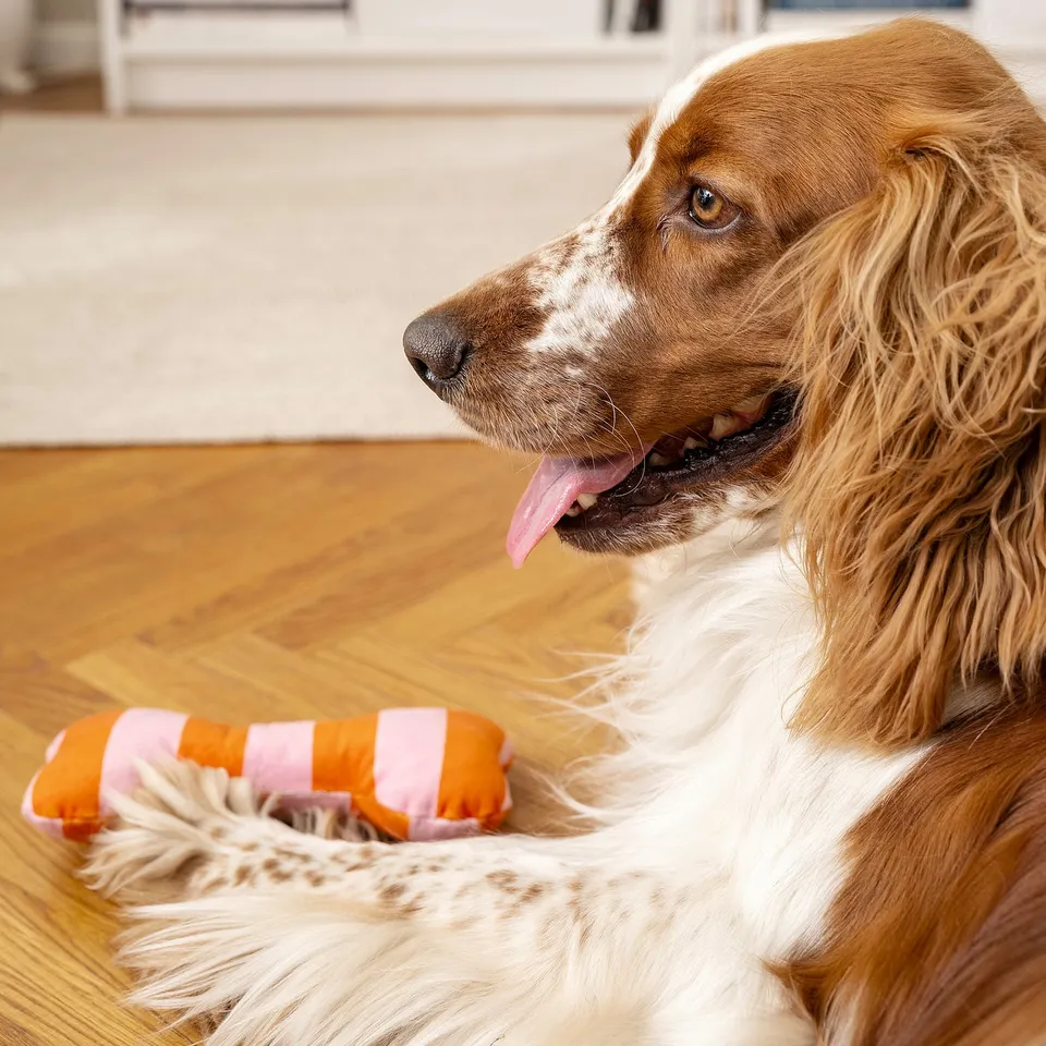 Brown and white dog playing with striped orange and pink toy indoors on wooden floor.