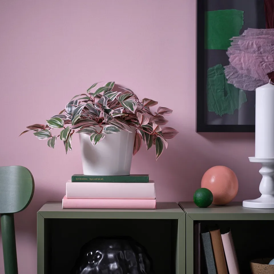 Stylish plant on pastel books, green shelf with skull, spheres, candle.