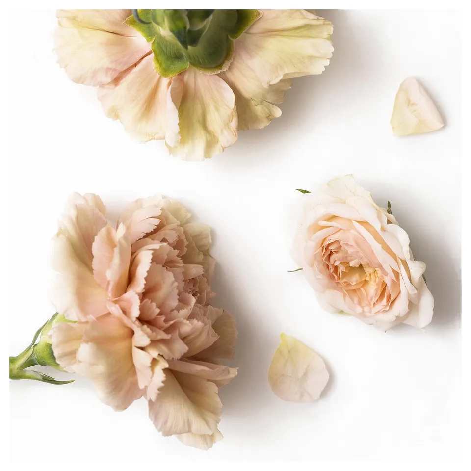 PÄRLHÖNA Scented candle in ceramic jar, Rose & carnation yellow, 20 hr