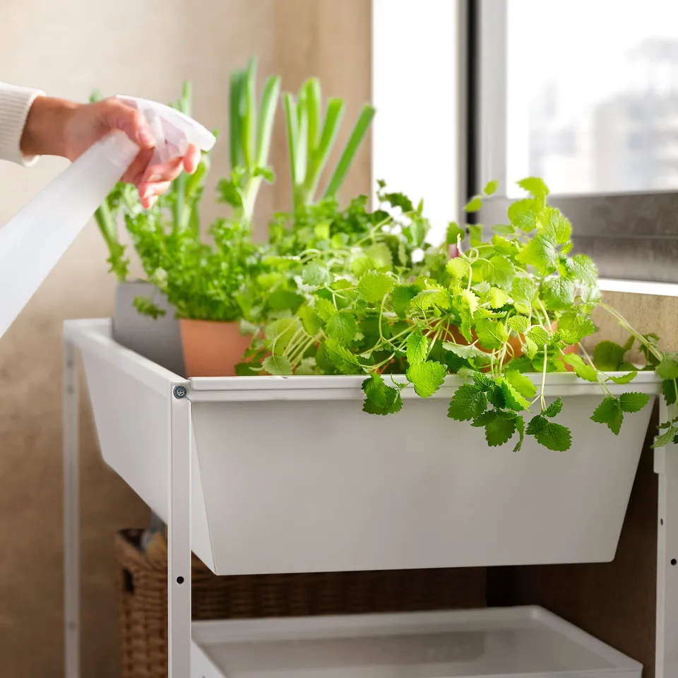 Person watering plants in white JOSTEIN storage box near window.