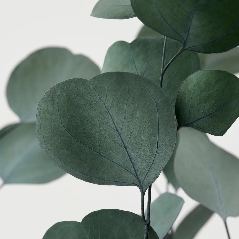 part: TORKA dried plants