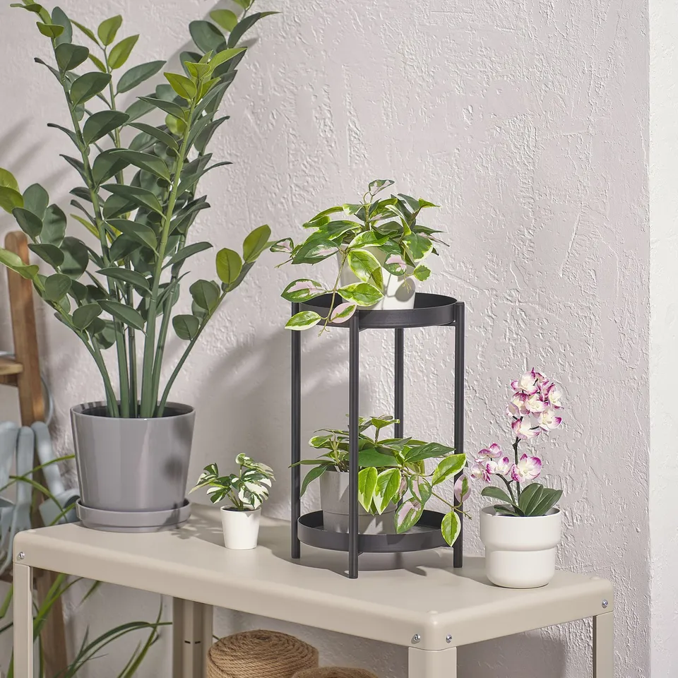Five varied plants on two shelves; top has tall green plant and small greens, bottom has small green and orchid.