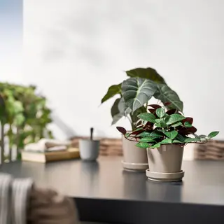 FEJKA/KLOTLÖNN set: artificial potted plant + plant pot with saucer, in/outdoor Jewel orchid + in/outdoor/grey/beige, 9 cm