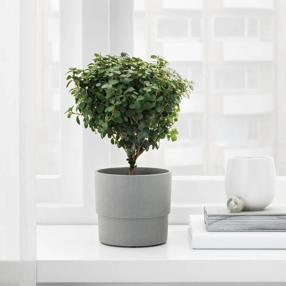 part: NYPON plant pot