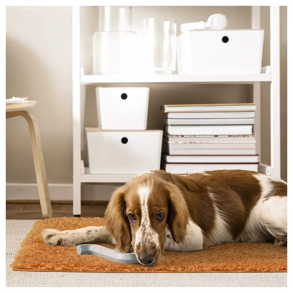 A brown and white dog lies on an orange, shaggy rug near a white bookshelf with boxes and books.