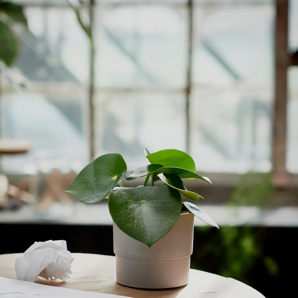 Potted plant, desk items by window.