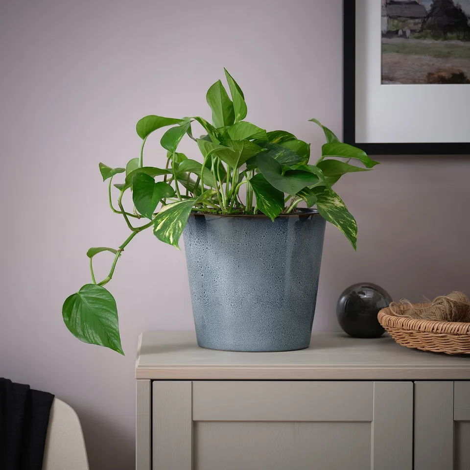 Blue potted FJÄRILSBUSKE plant with gold accents on wooden cabinet.