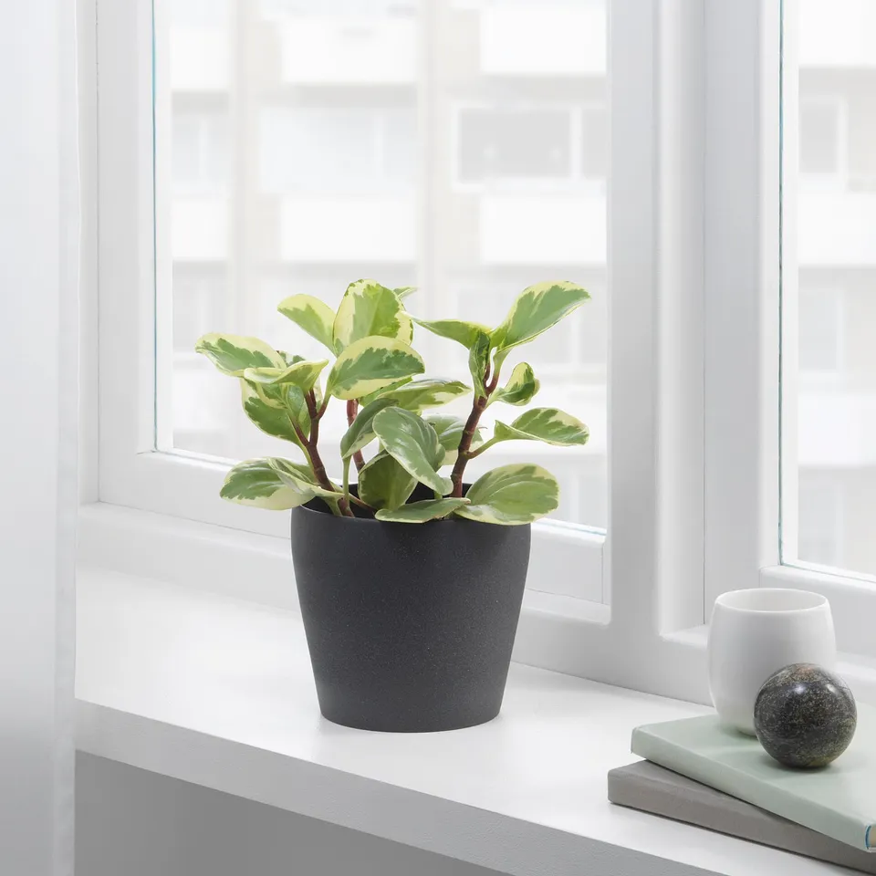 Plant by window with mug and sphere on books.