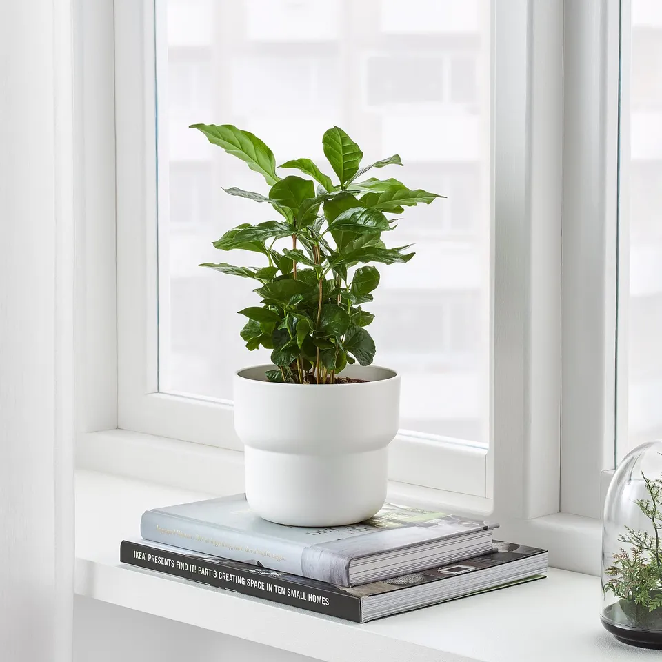 A white ceramic planter, holding a green leafy plant, sits atop a stack of home decor books on a windowsill, bringing indoor greenery and style.