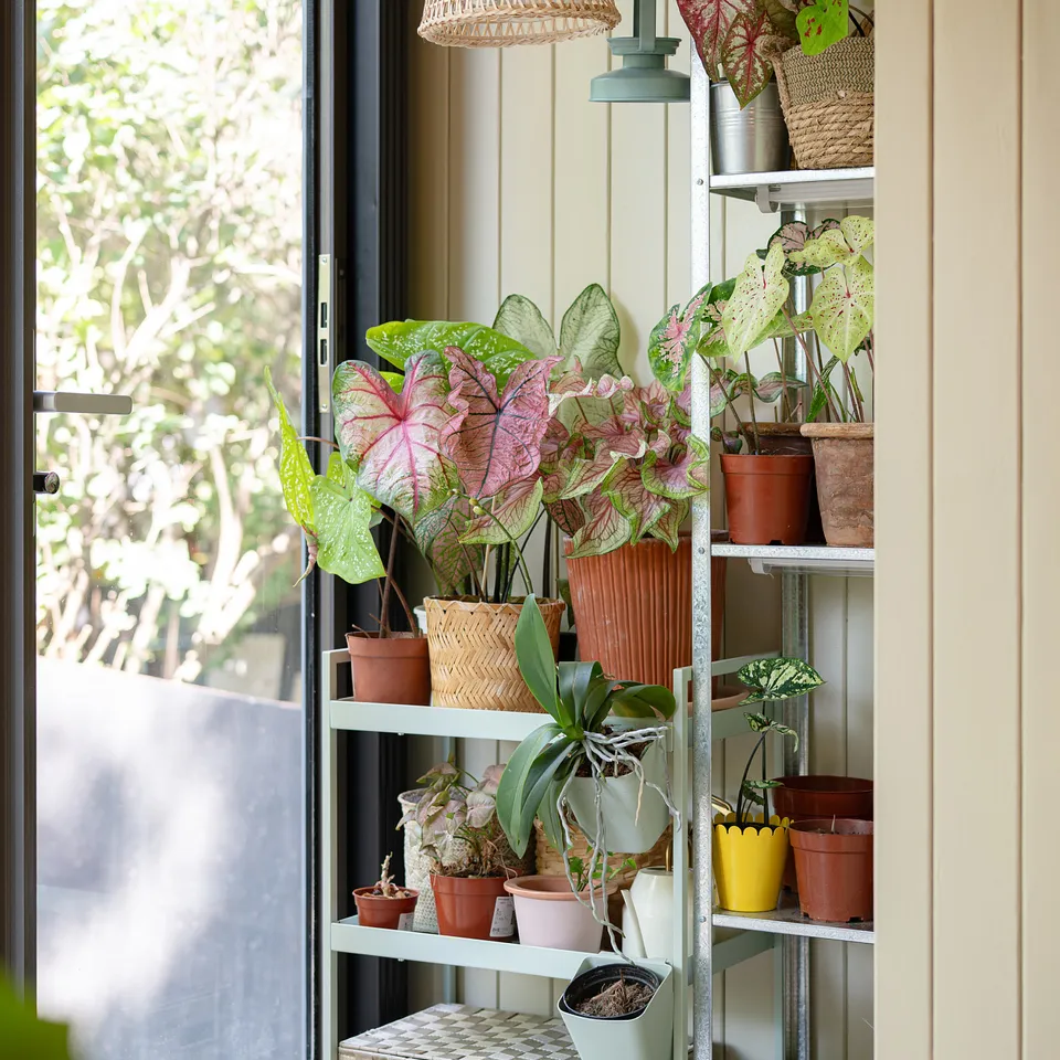 HYLLIS, photo 8
